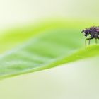 sich auf dem blatt ausruhen ...