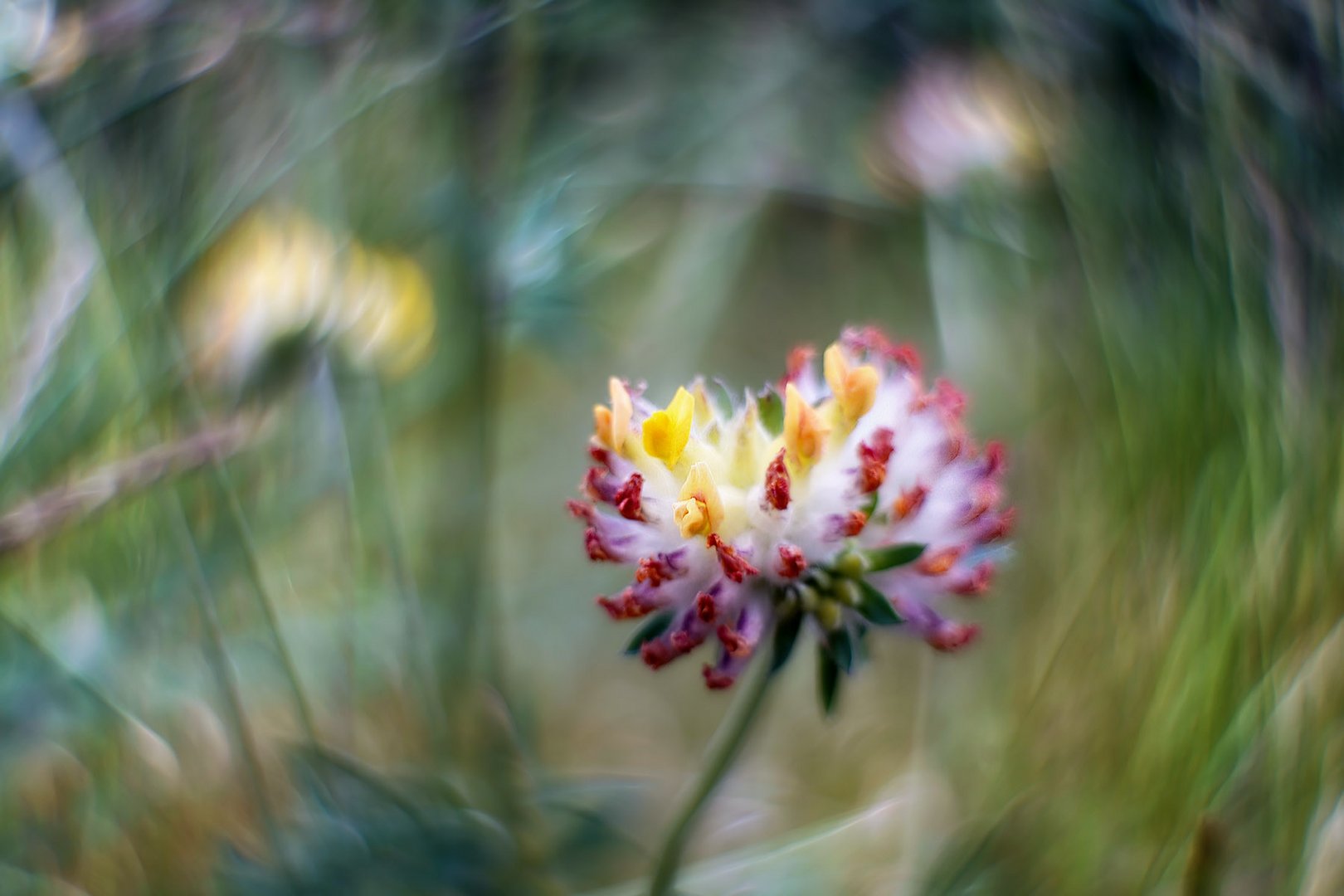 sich auf einer inneren tiefen werte einer blüte einlassen ...