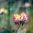 sich auf einer inneren tiefen werte einer blüte einlassen ...