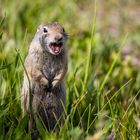 sich aufplusternder Ziesel im Grand Teton Nationalpark/USA: "Kein Schritt weiter, sonst schrei ich"