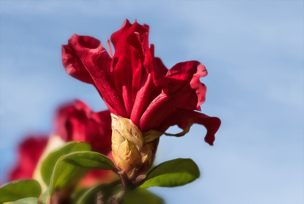 Sich aufrichten um den Frühling zu begrüßen