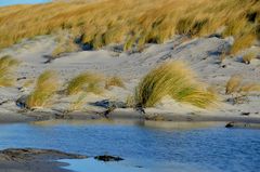 Sich beim Strand Spaziergang  