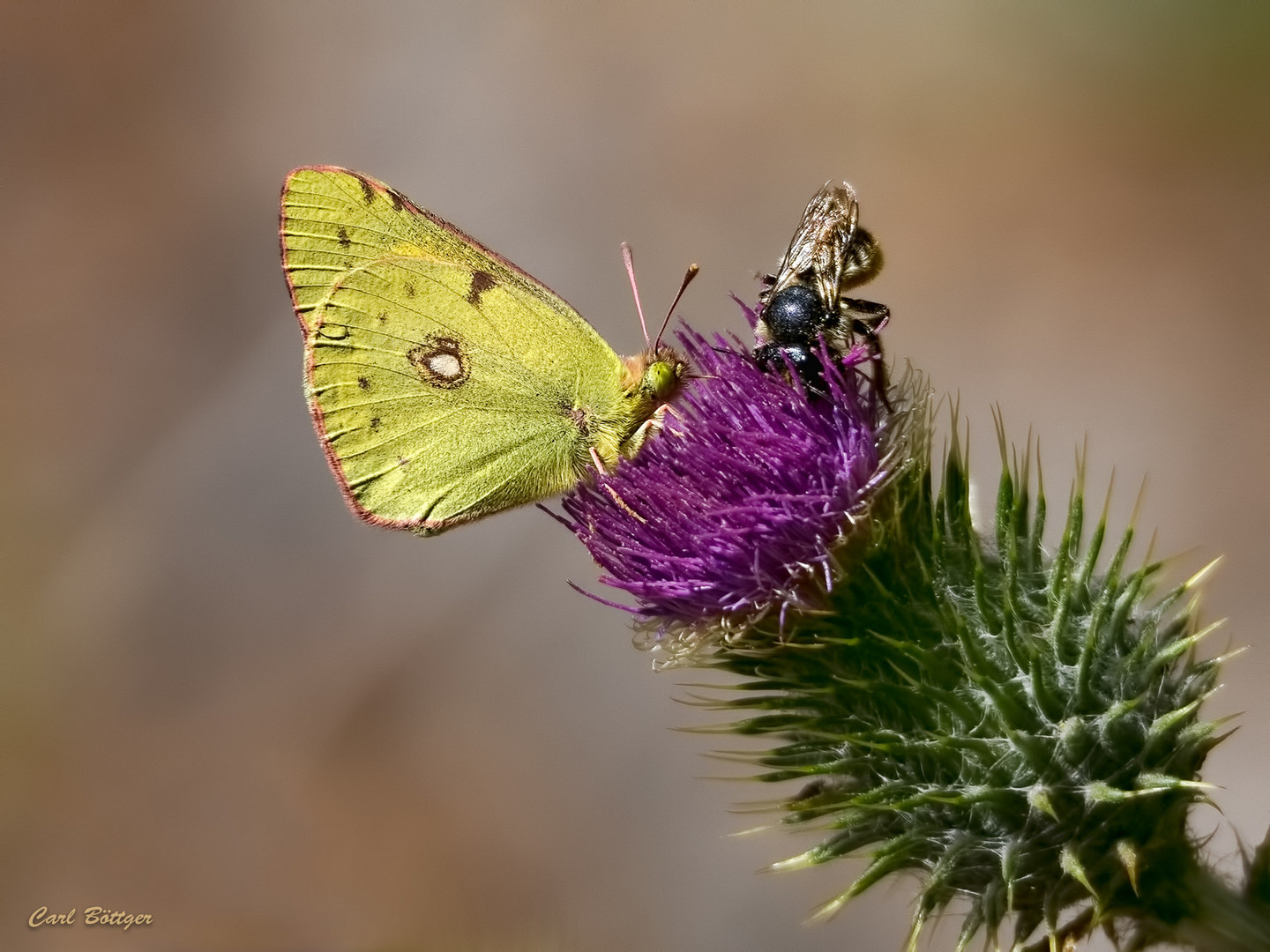 ...sich die Blüte teilen