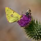 ...sich die Blüte teilen