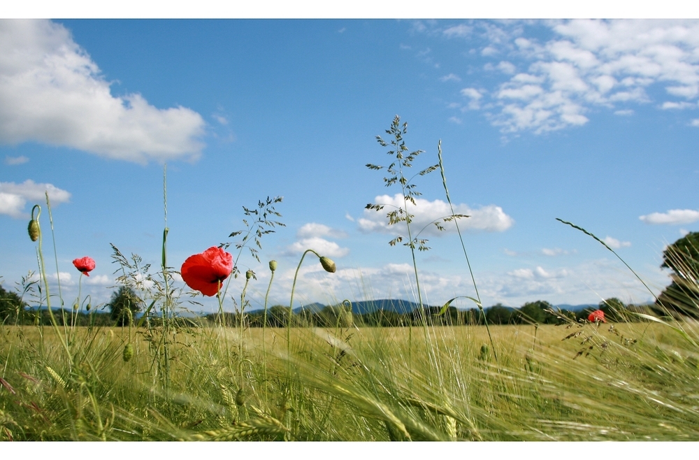 Sich einfach an der Natur und dem Wachstum erfreuen...