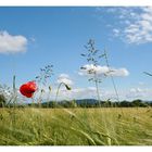 Sich einfach an der Natur und dem Wachstum erfreuen...