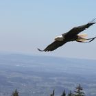 sich einfach frei wie ein Vogel fühlen...