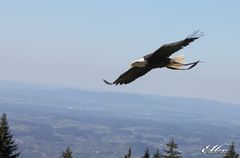 sich einfach frei wie ein Vogel fühlen...