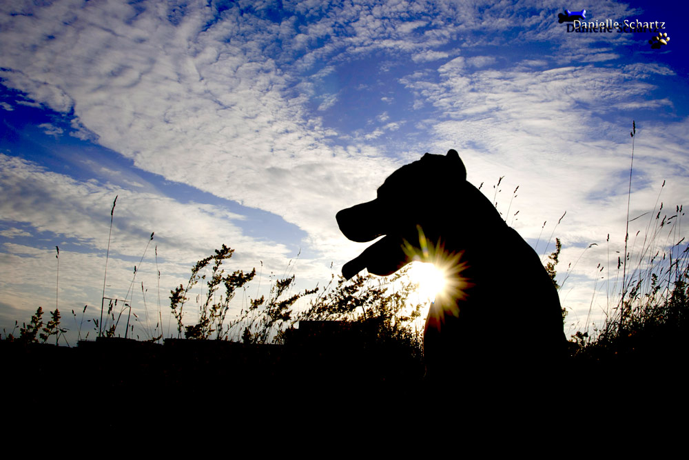 Sich einfach mal die sanfte Abendsonne...