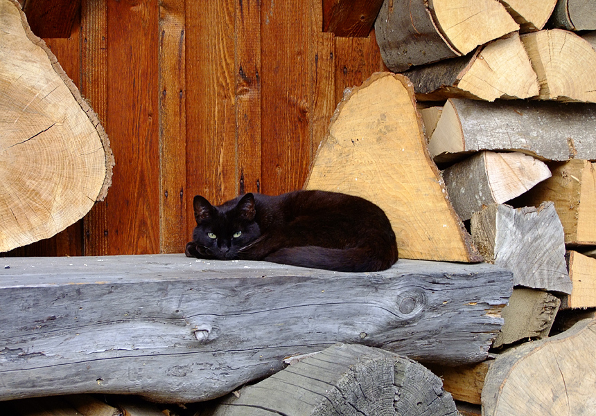 Sich einrichten in Holz