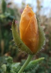 Sich gerade öffnender Hornmohn