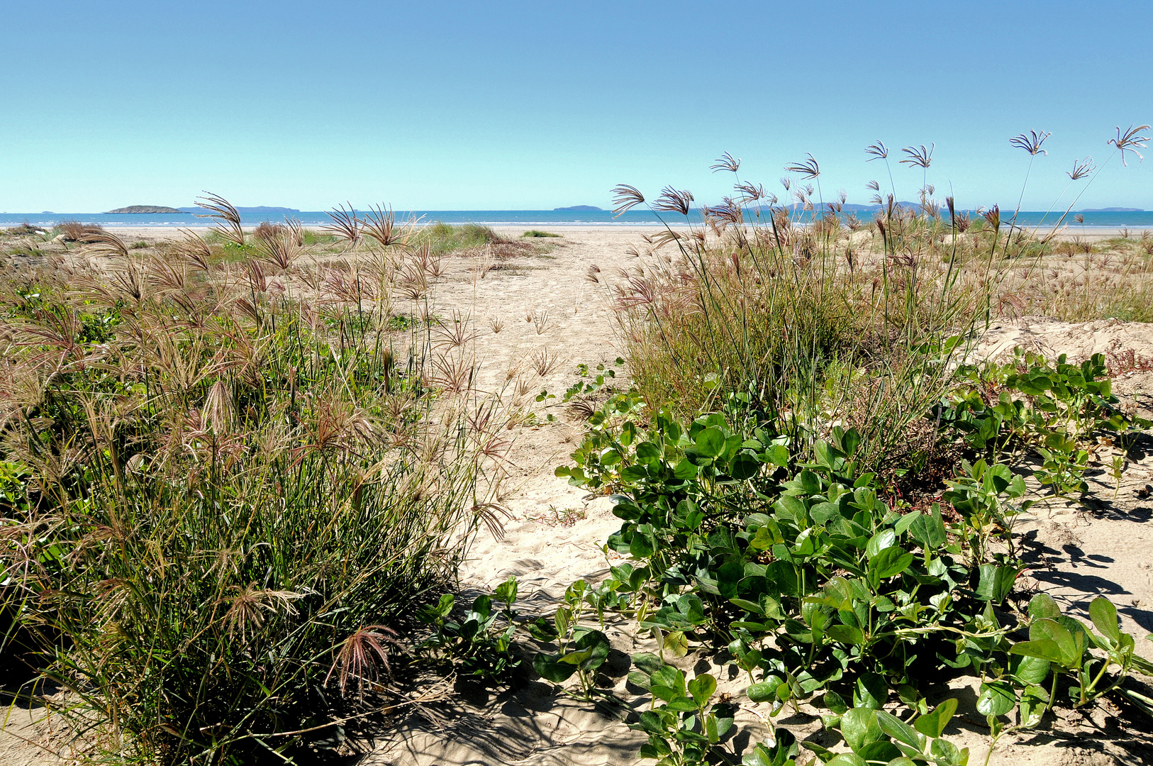 sich im leichten Wind wiegende Strandgräser