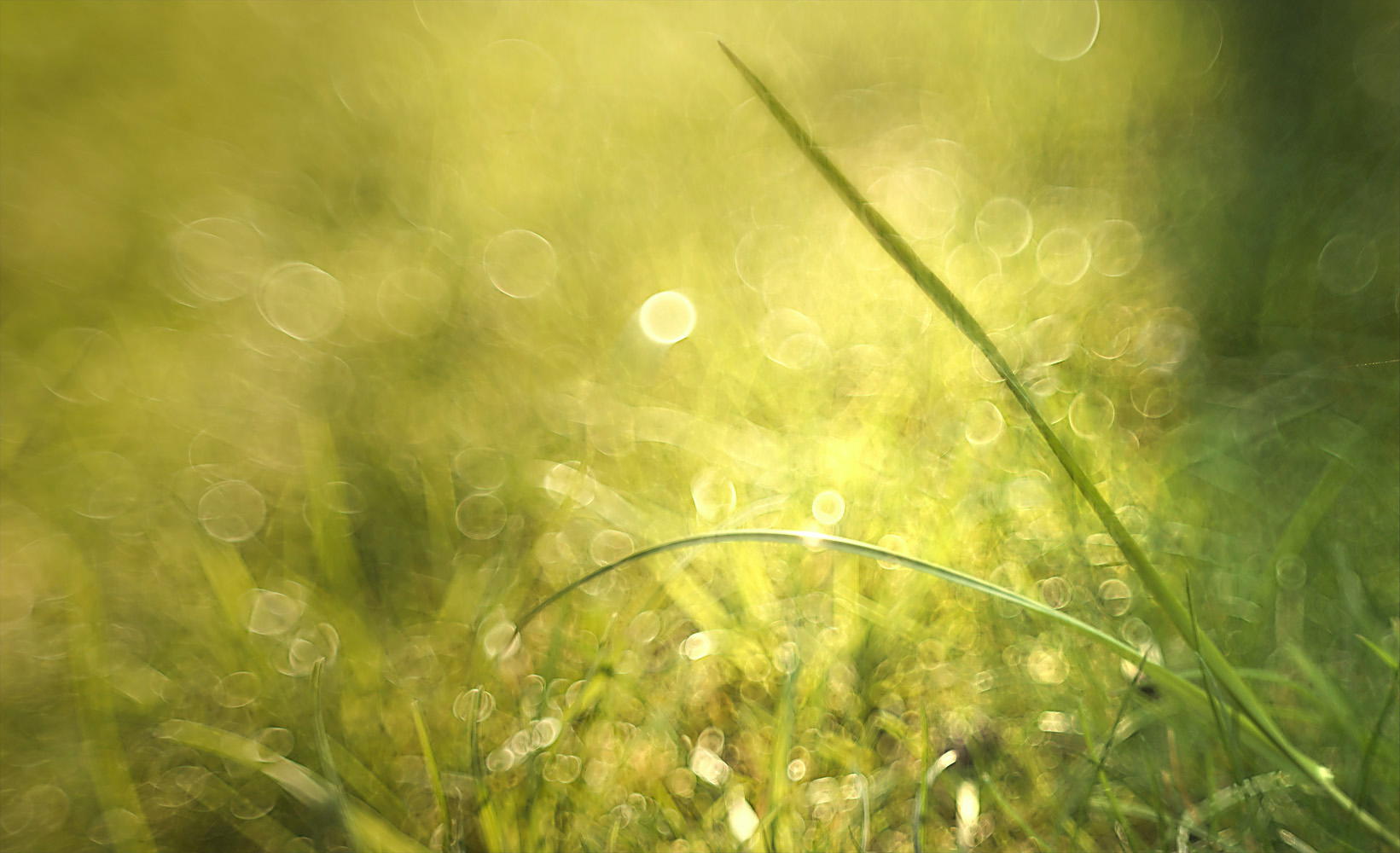 sich im lichtbokeh tragen lassen ...