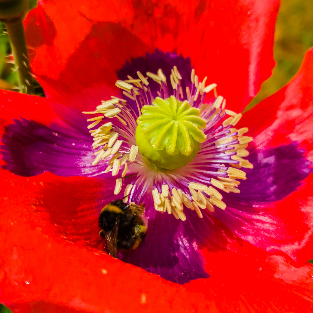 sich im mohn herumlümmeln