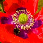 sich im mohn herumlümmeln