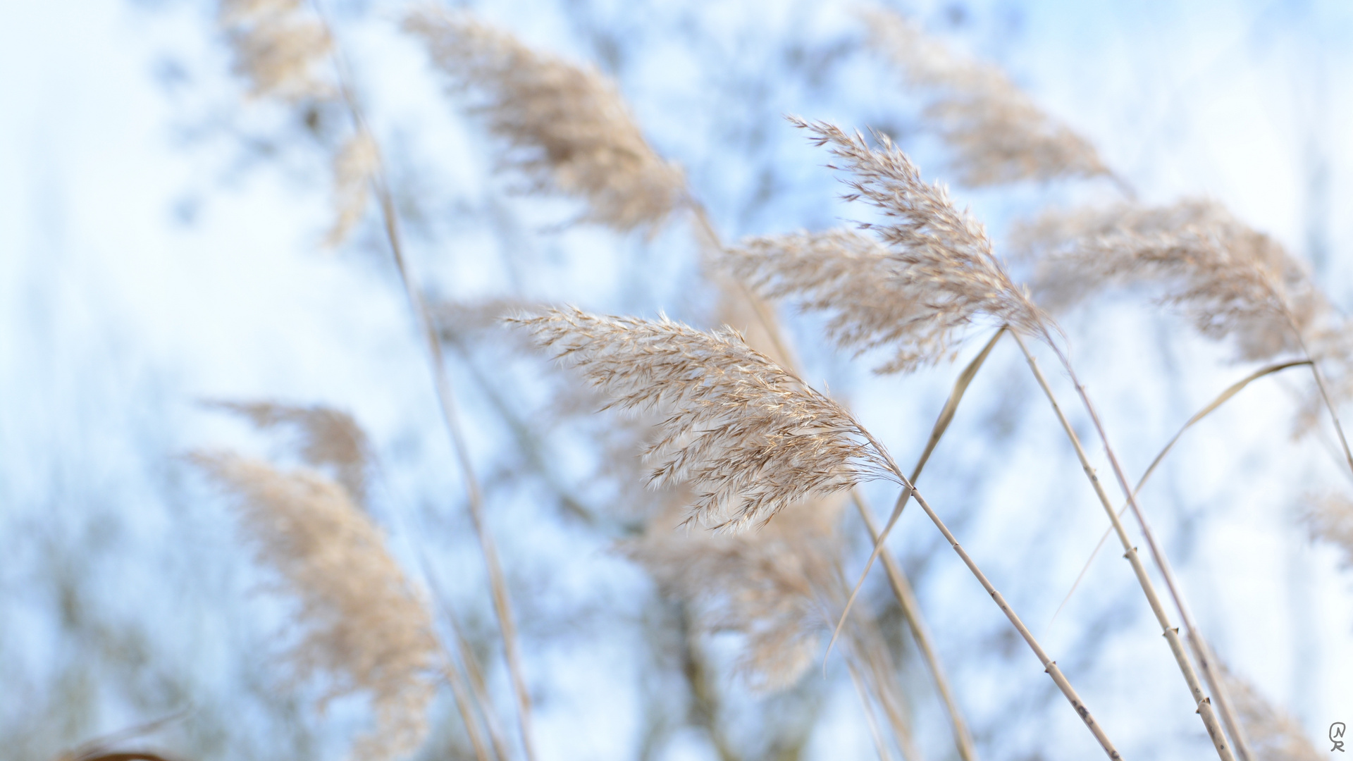 sich im Wind wiegend