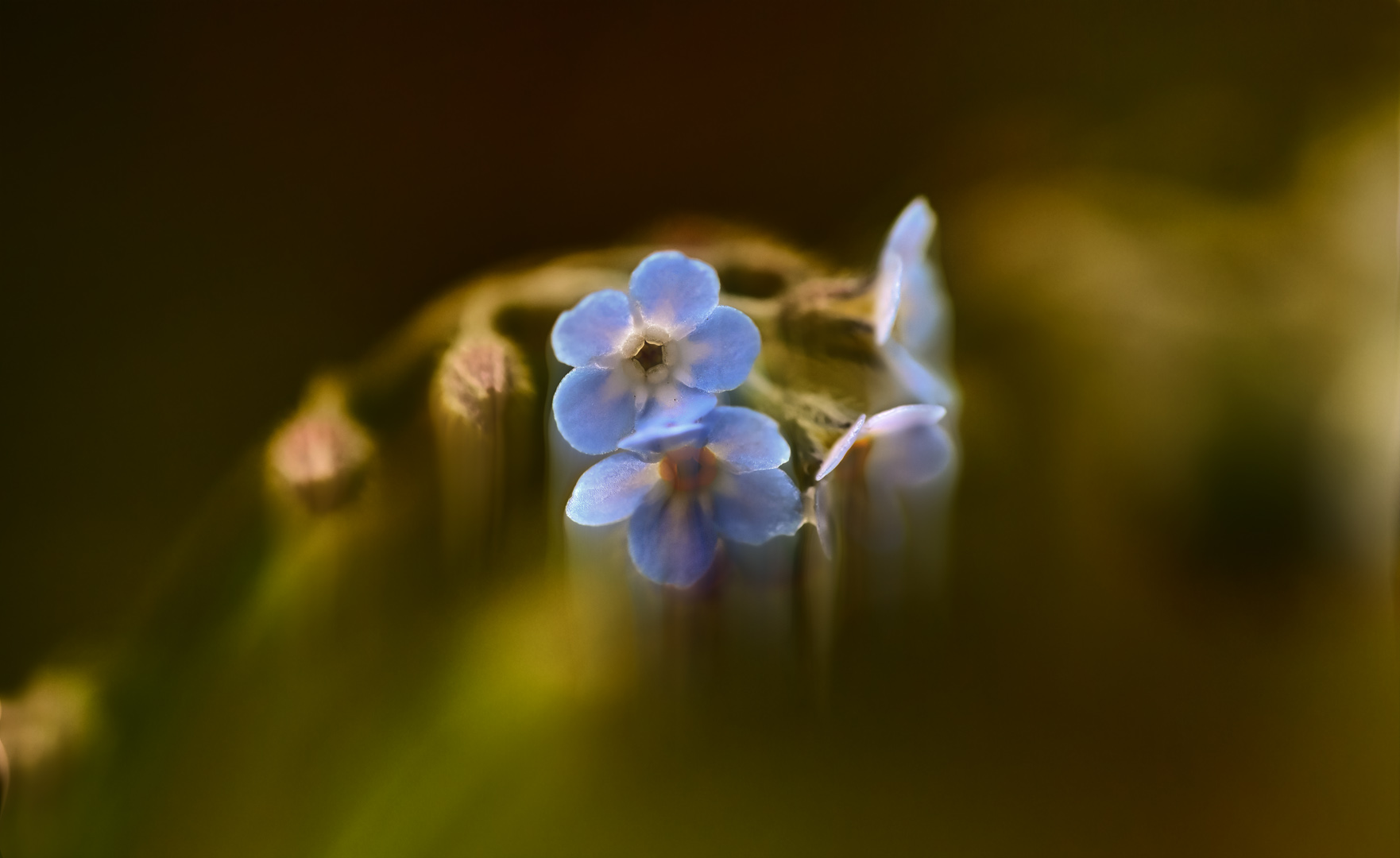 sich in den fluss der blüten und des lichtes anpassen ...