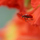 sich in roter blüte ausruhen ...