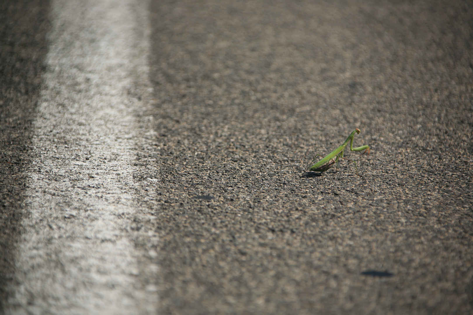 sich kreuzende Wege von Mensch und Natur