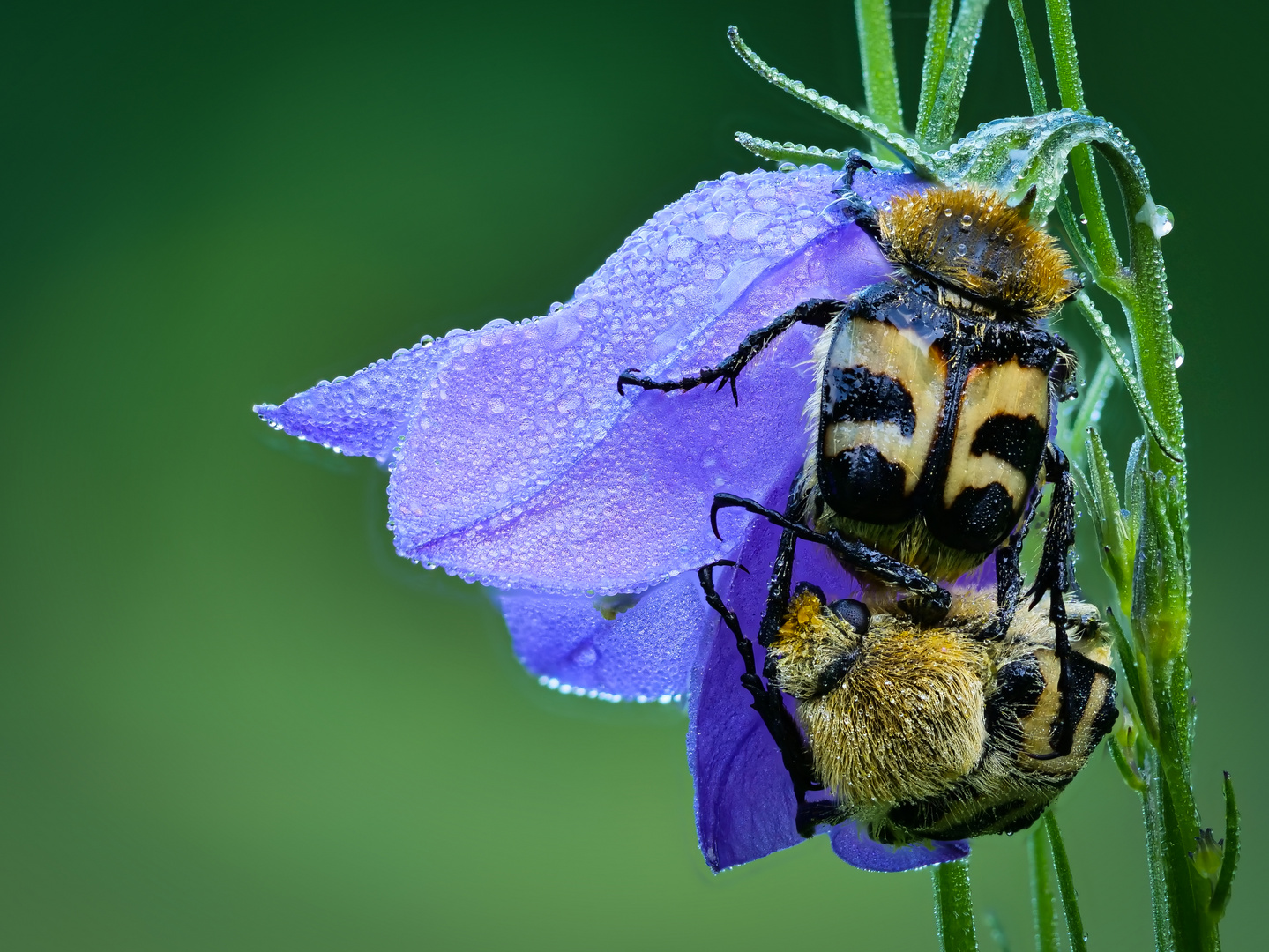 Sich liebende Pinselkäfer auf der Blüte im Morgentau