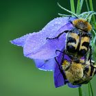 Sich liebende Pinselkäfer auf der Blüte im Morgentau