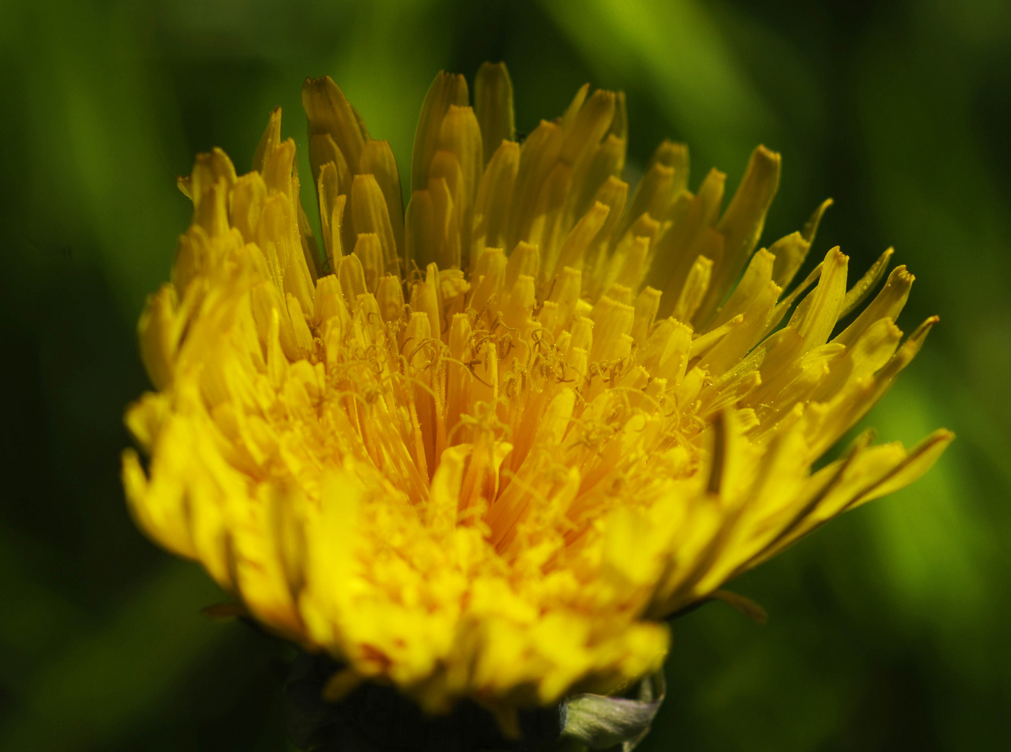 sich nach der Nacht wieder öffnende Löwenzahnblüte  dtr