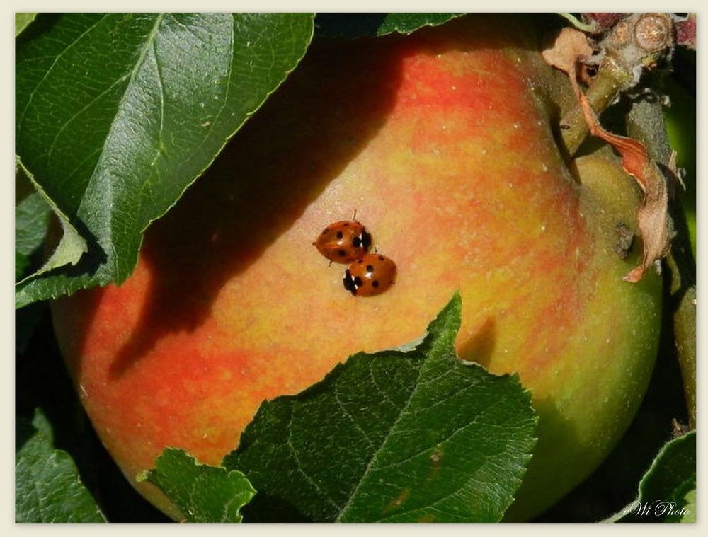 Sich "nahe" sein - auch im goldenen Herbst...