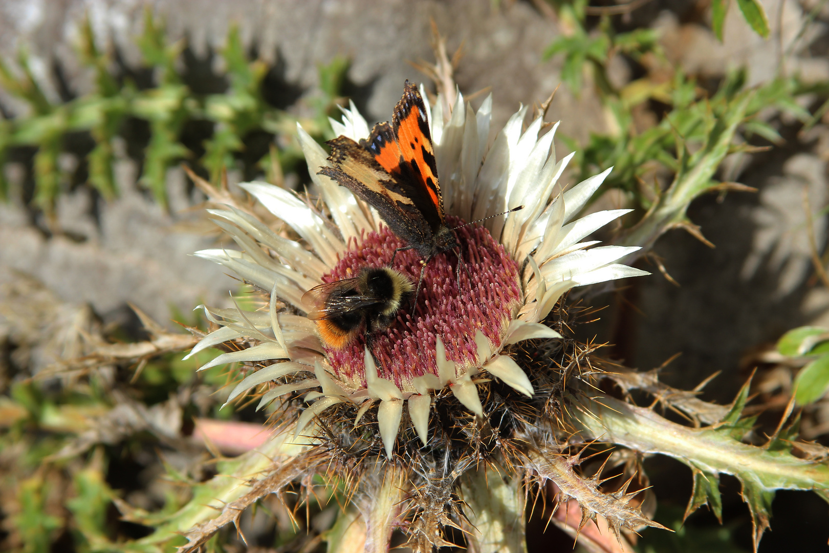 ... sich 'ne Distel teilen.