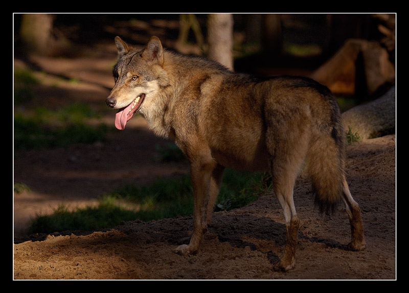 sich nen Wolf fotografieren...