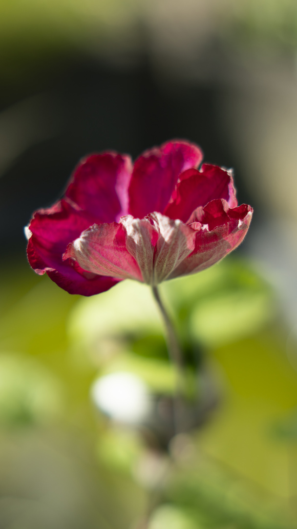 sich öffnede Amaryllis zum Muttertag