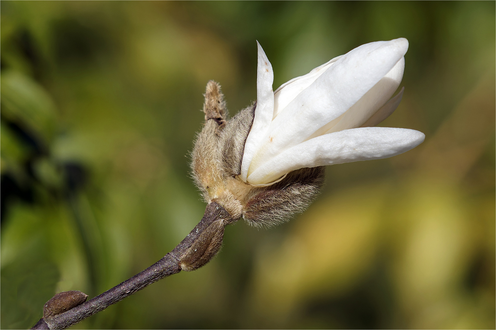  sich öffnende Blüte der Sternmagnolie  .....