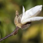  sich öffnende Blüte der Sternmagnolie  .....