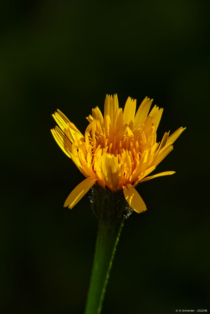 Sich öffnende Blüte ...