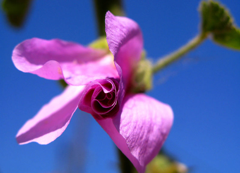 Sich öffnende Malvenblüte auf der Insel Samos/Greece Mai 2007