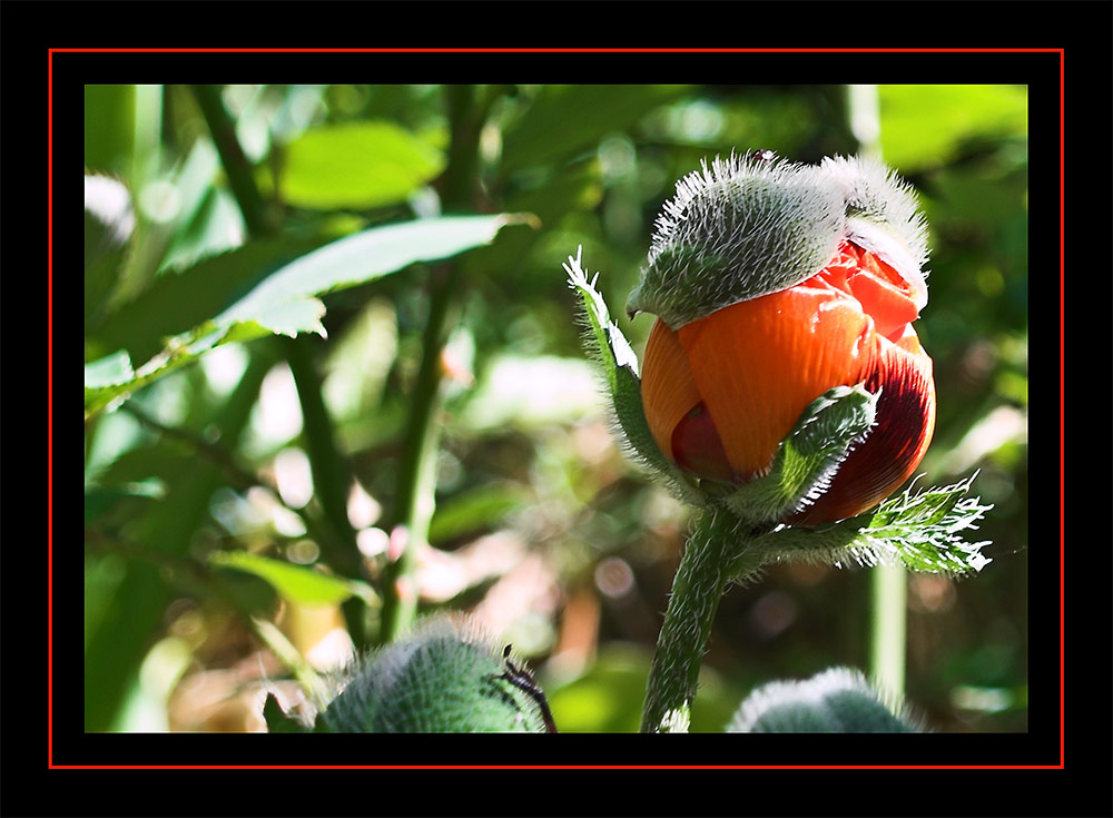 sich öffnende Mohnblüte