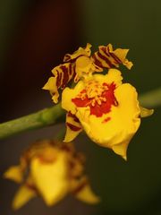 Sich öffnende Oncidium-Blüte in Christas Wintergarten ...