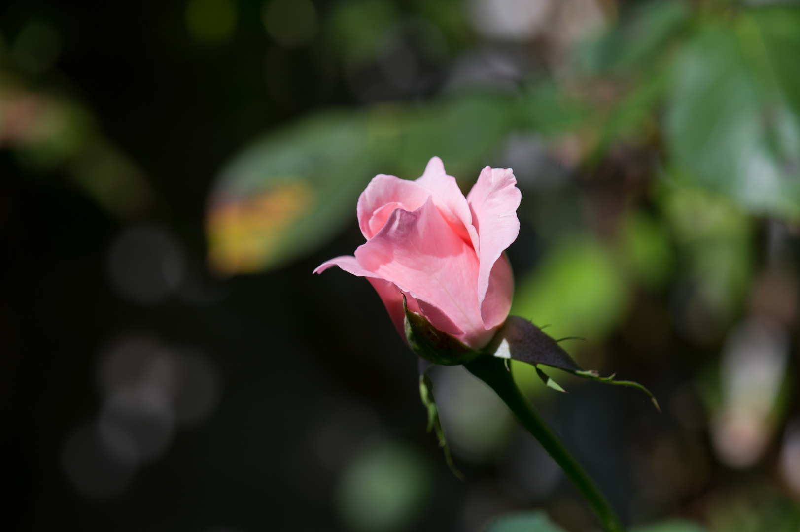 sich öffnende Rose..