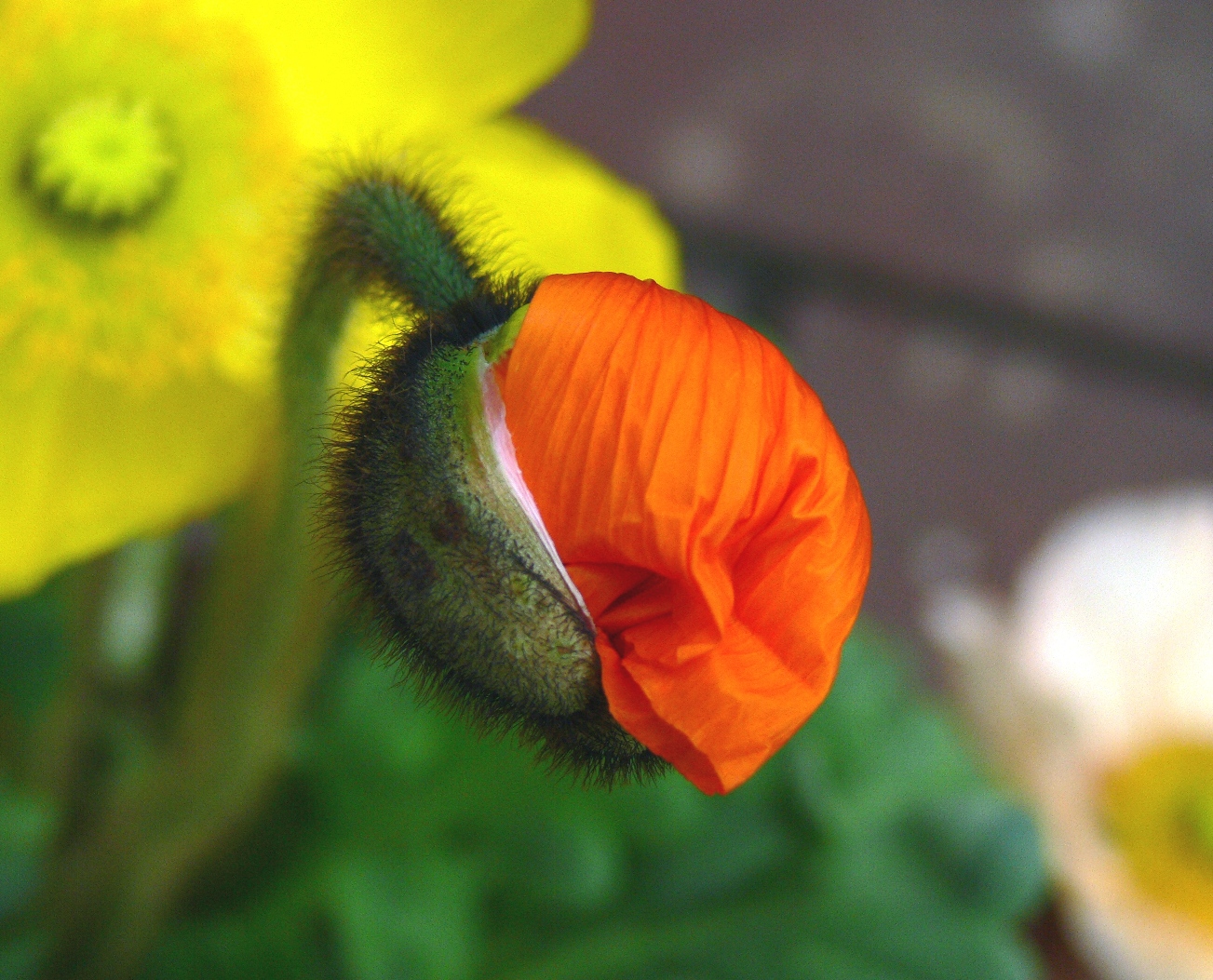 sich öffnender Mohn