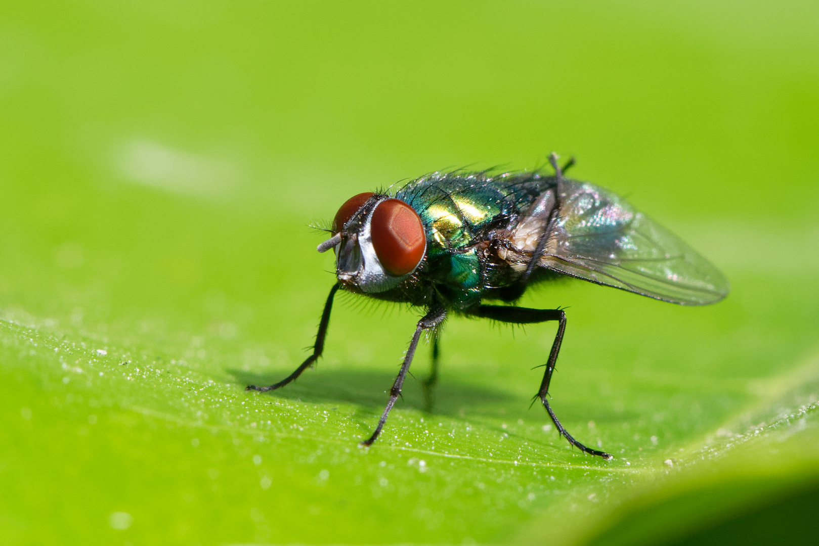 Sich putzende Fliege