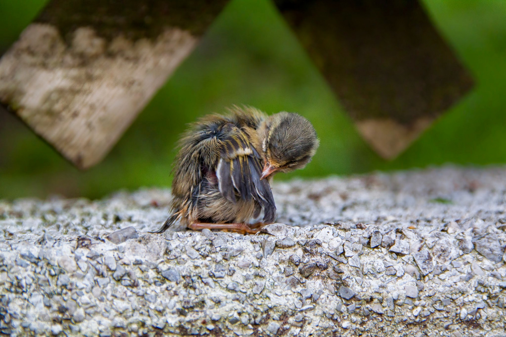 Sich putzendes sommergoldhähnchen jungtier