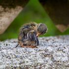 Sich putzendes sommergoldhähnchen jungtier