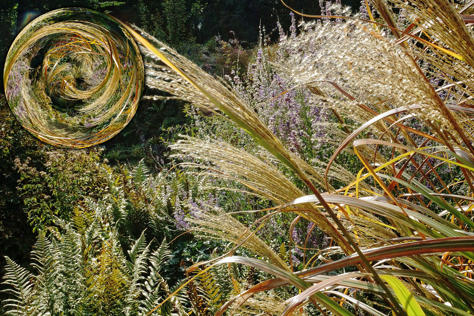 Sich sanft bewegendes zierliches Gras durch die Kugel gesehn