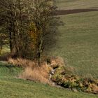 sich schlängelnder Bach-verlauf/ meandering stream