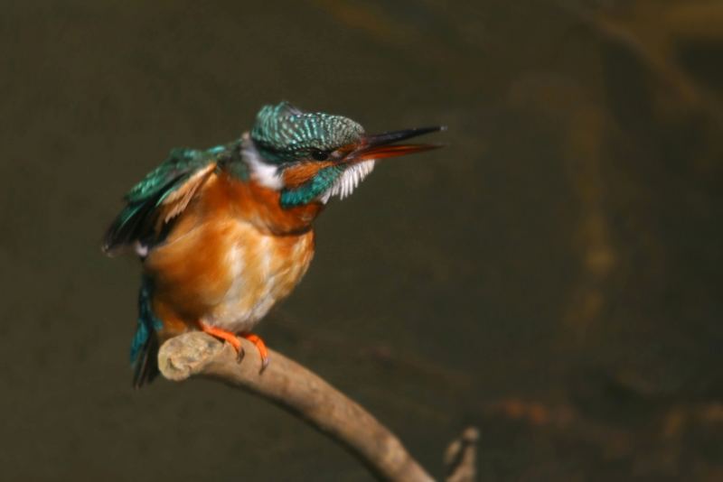 sich schüttelnder eisvogel