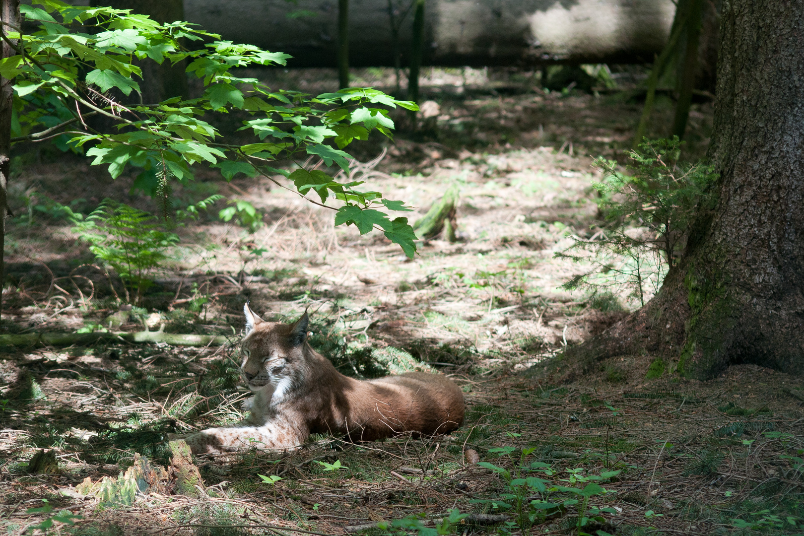 Sich sonnender Luchs