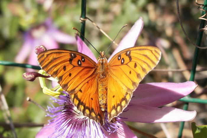 Sich sonnender Schmetterling 2