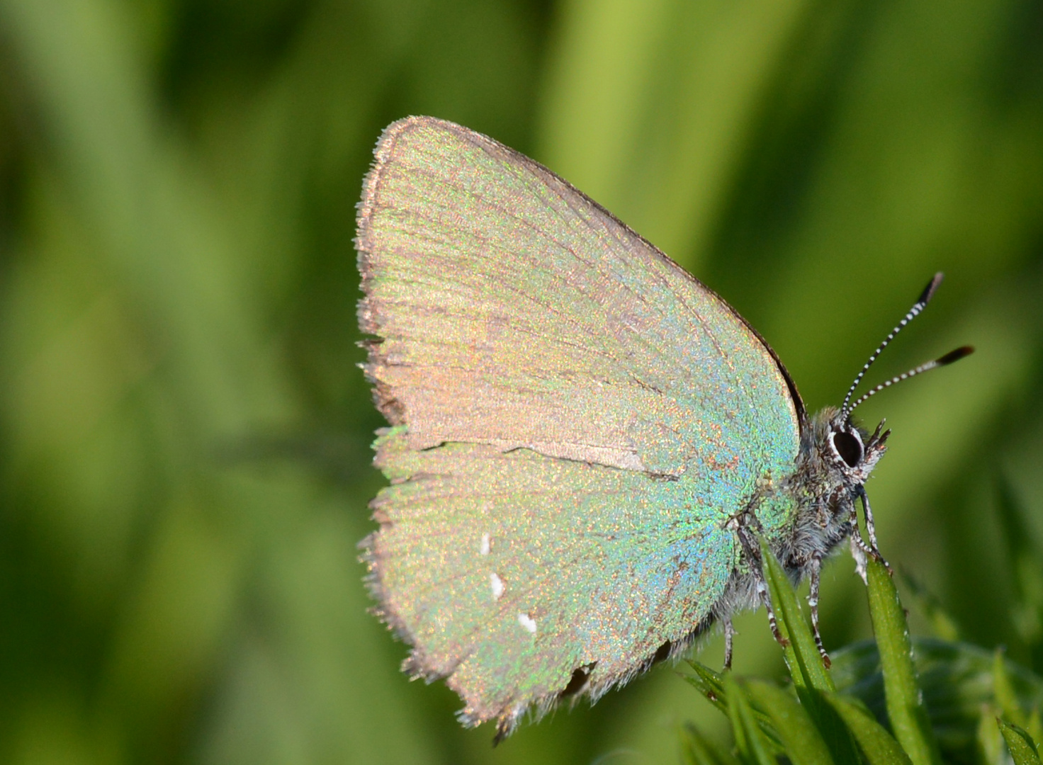 sich sonnender Schmetterling