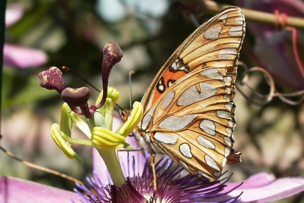 Sich sonnender Schmetterling