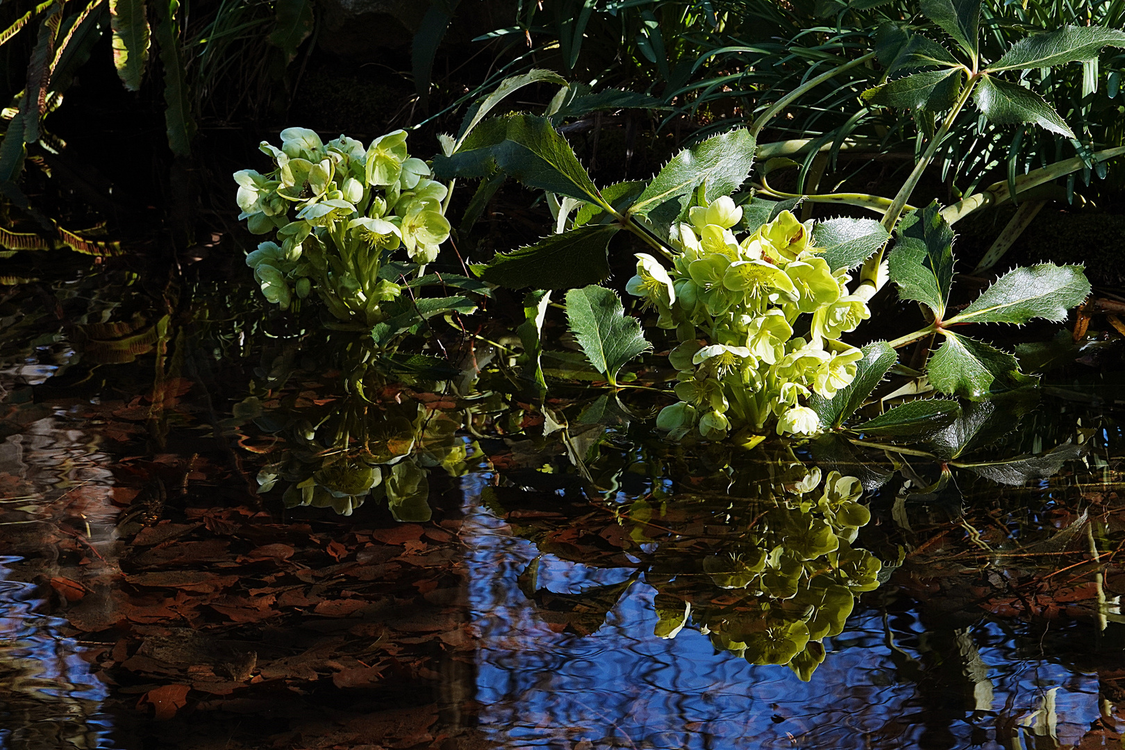 sich spiegelnde Blüten