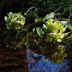 sich spiegelnde Blüten